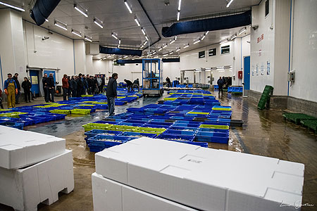 Vente de poissons en criée