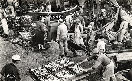 Débarquement de la sardine