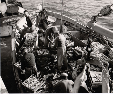 Tri des sardines, à bord