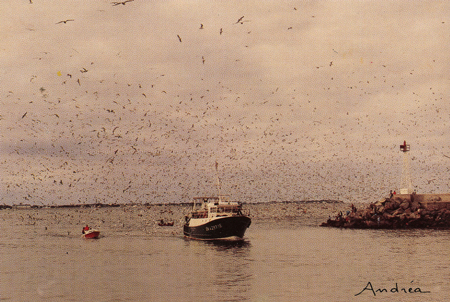 Le Pennaourez Ar Mor entre au port