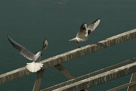 Couple de sternes