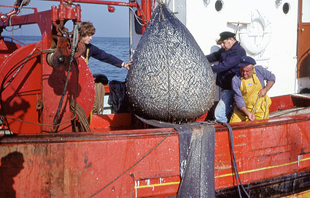 Belle pochée de sardines
