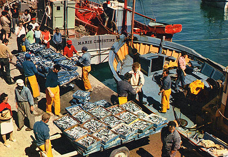 Déchargement de la sardine