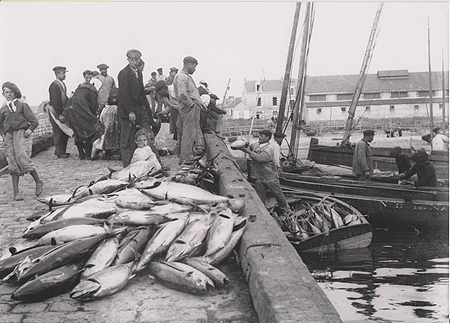 débarquement du poisson