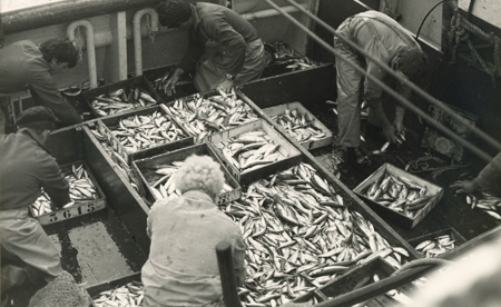 Tri du poisson à bord