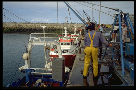 Débarquement du poisson