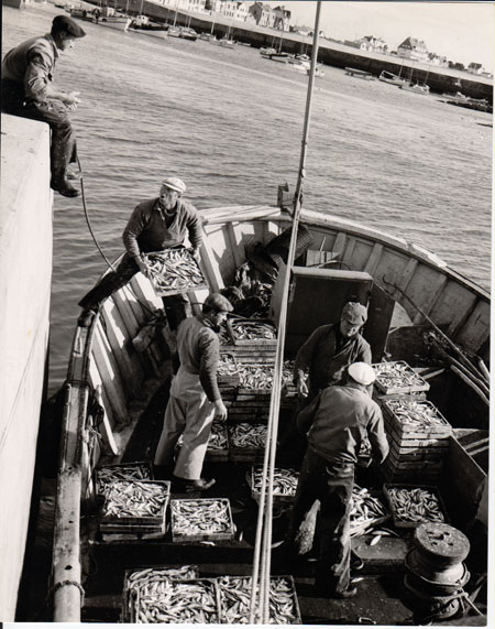 Débarquement de la sardine