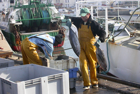 Débarquement du thon