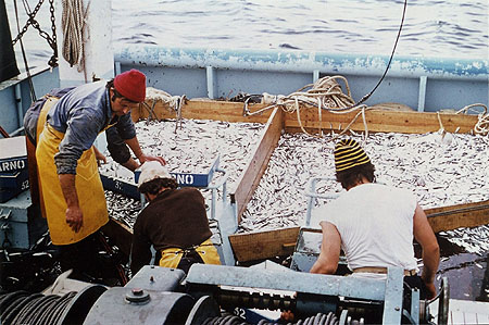 pêche en pleine mer