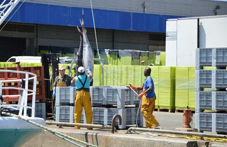 Débarquement du poisson