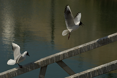 Couple de sternes