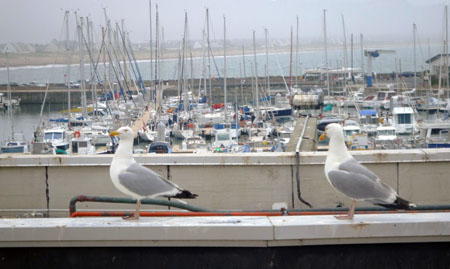 Goélands en visite sur le port