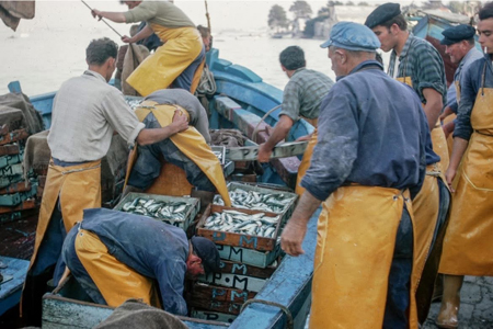 DŽbarquement du poisson