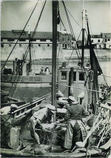 Débarquement de la sardine
