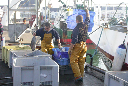 Débarquement du thon