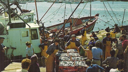 Débarquement de la sardine