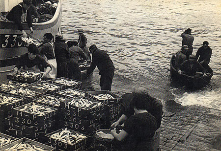 Débarquement de la sardine à la cale de déchargement