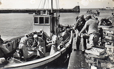 Débarquement de la sardine à la cale de déchargement