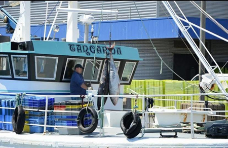 Débarquement du poisson