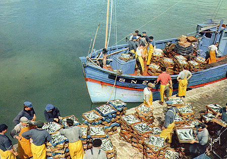 Déchargement de la sardine