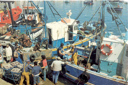 Déchargement poisson de chalutier de fond , pour la vente de l'après-midi