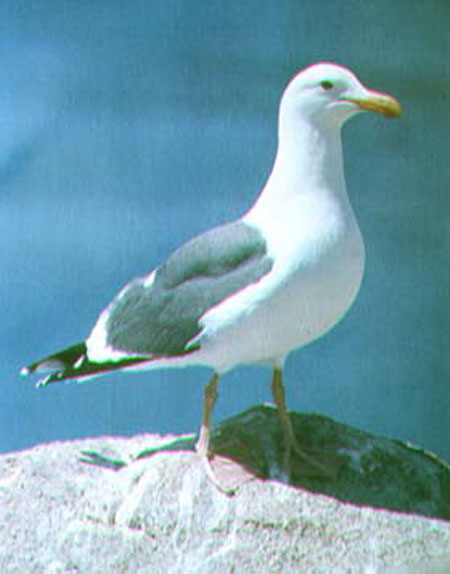 Goeland