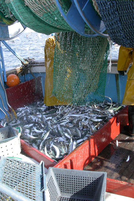 A bord du Cap Hornier