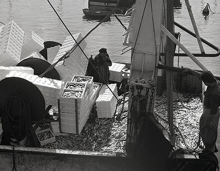 Sardines à bord