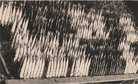 Séchage des sardine sur les grilles