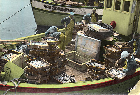 Débarquement de la sardine à la cale de déchargement