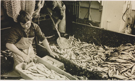 Los Hermanos triage de la sardine