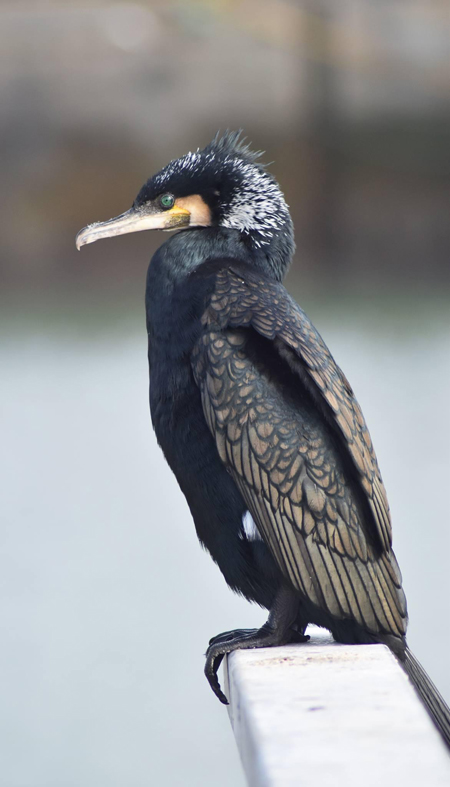 Cormoran sur le port
