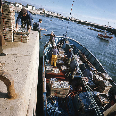 débarquement du poisson