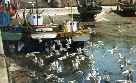 Le port à marée basse