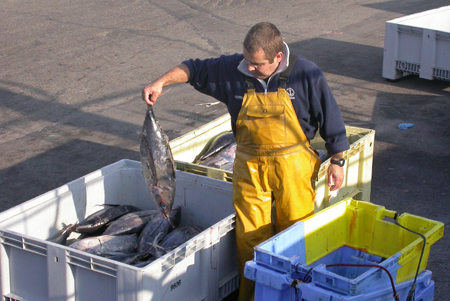 Débarquement du thon