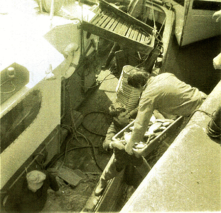 Débarquement du poisson